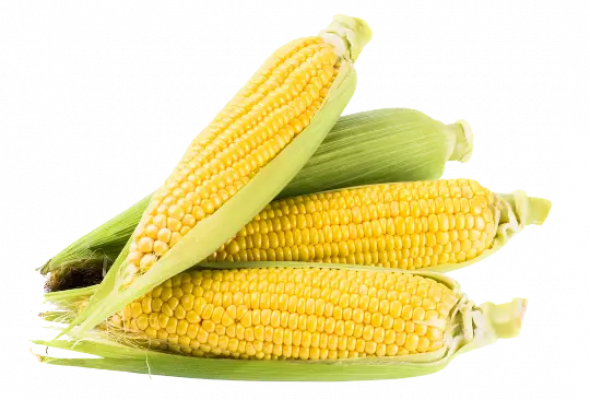 Sweet Corn Fresh
