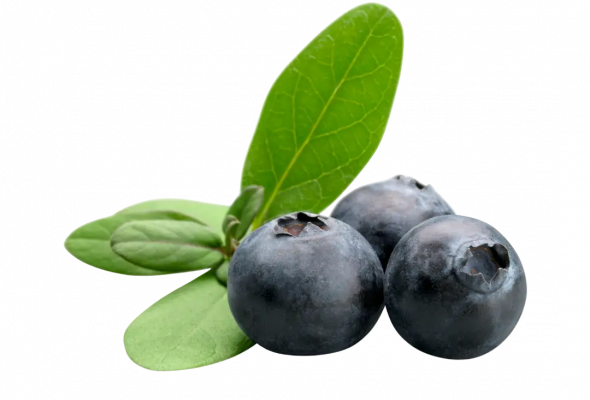 Blueberry(125grams)
