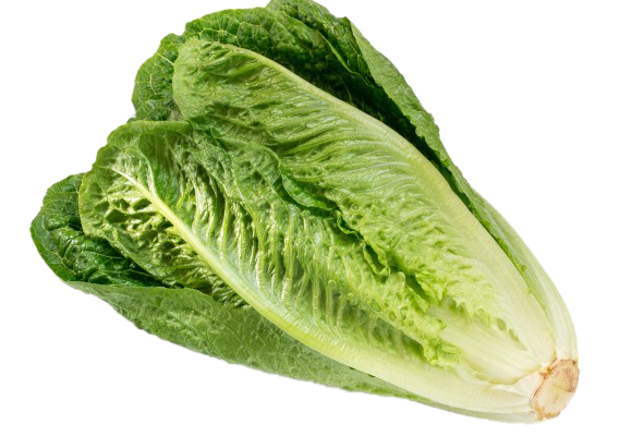 Lettuce- Romaine