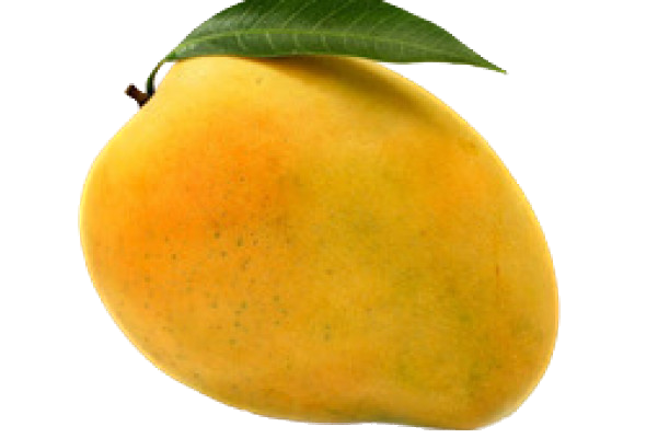 Mango Fruit Rumani
