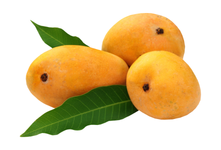 Malgova Mango Fruit
