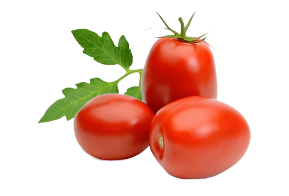 Tomato Bangalore Premium