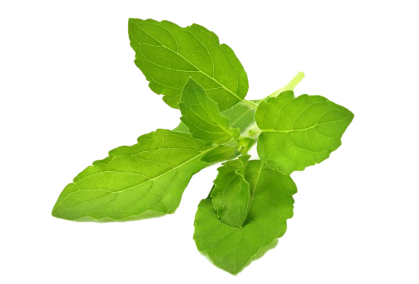 Thulasi- Holy Basil
