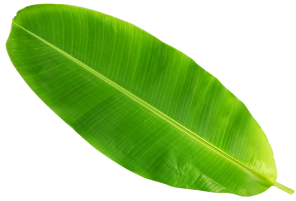Banana Leaf Full