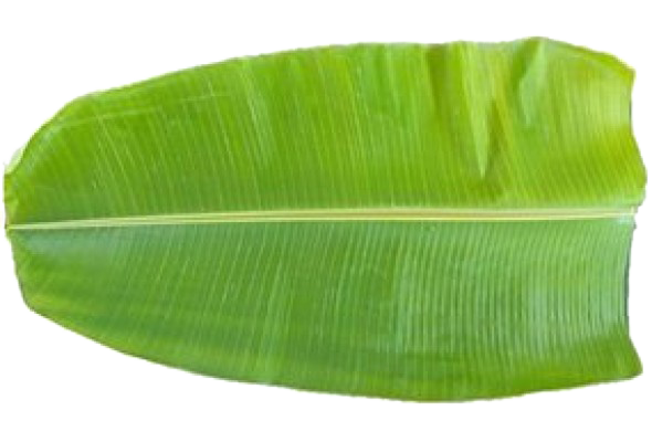 Banana Leaf Nuni